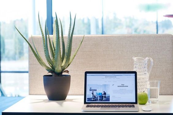 Aloe vera