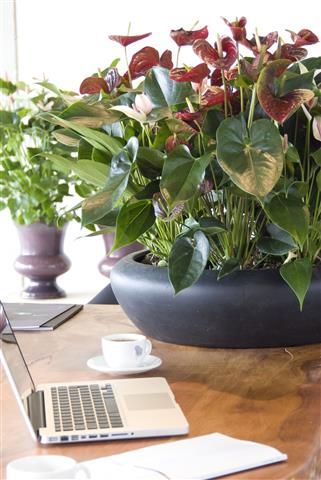 Anthurium