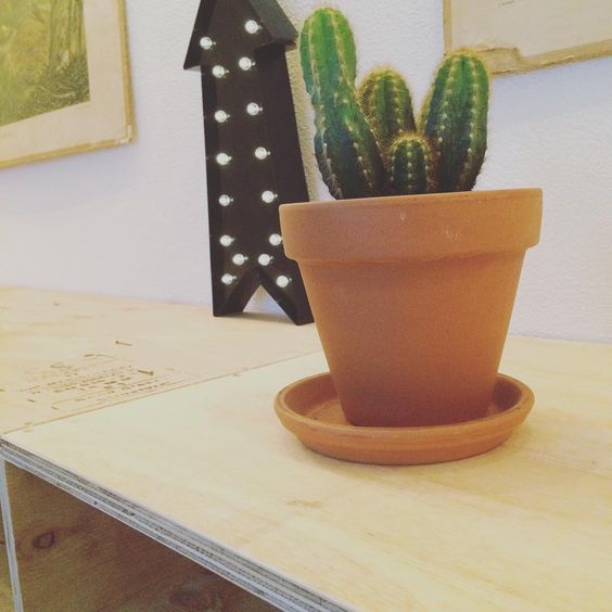 Cactus en pot
