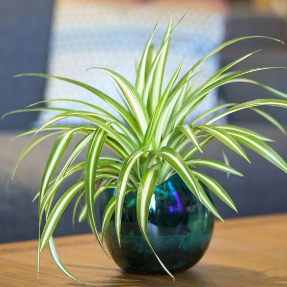 Chlorophytum comosum