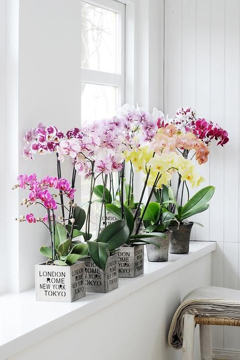Orchidée