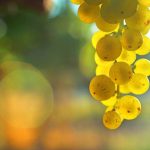 Alsace : les meilleurs cépages