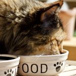 De merveilleuses croquettes pour les chiens et les chats